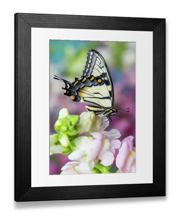 Framed Print : USA, Washington State, Sammamish. Eastern tiger swallowtail buttery on pink and white snapdragons Framed Print : USA, Washington State, Sammamish. Eastern tiger swallowtail buttery on pink and white snapdragons