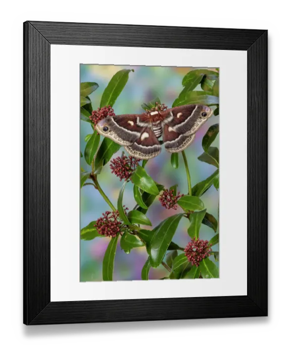 Framed Print : USA, Washington State, Sammamish. Silk moth, Hyalophora Columbia female with wings open Framed Print : USA, Washington State, Sammamish. Silk moth, Hyalophora Columbia female with wings open