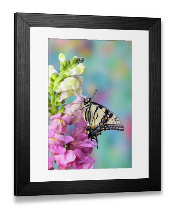 Framed Print : USA, Washington State, Sammamish. Eastern tiger swallowtail buttery on pink and white snapdragons Framed Print : USA, Washington State, Sammamish. Eastern tiger swallowtail buttery on pink and white snapdragons