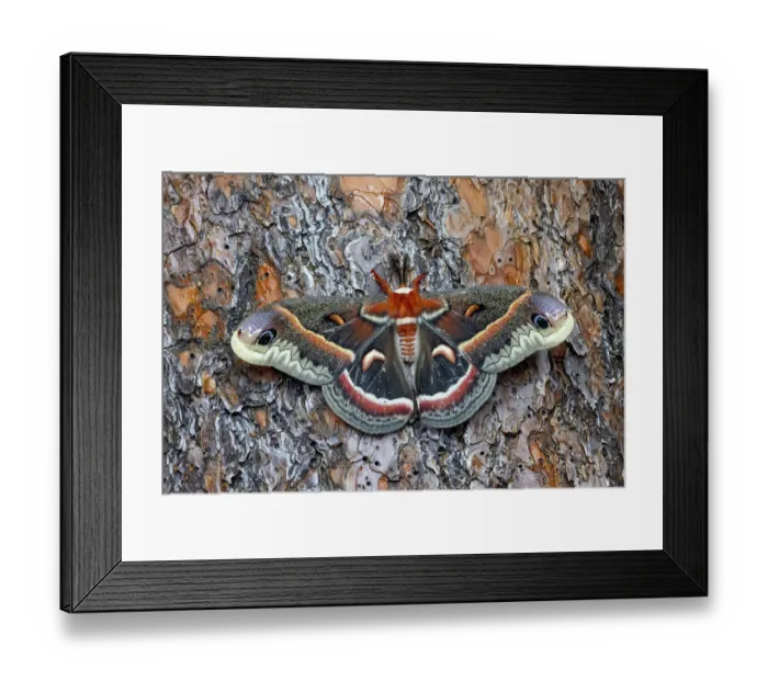Framed Print : USA, Washington State, Sammamish. Red robin silk moth on ponderosa pine bark Framed Print : USA, Washington State, Sammamish. Red robin silk moth on ponderosa pine bark