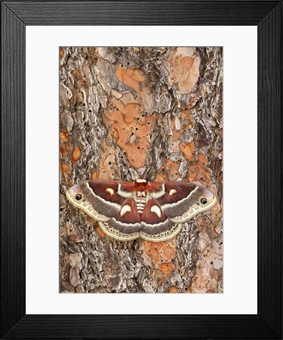 Framed Print : USA, Washington State, Sammamish. Silk moth, Hyalophora Columbia female with wings open while on bark of ponderosa pine