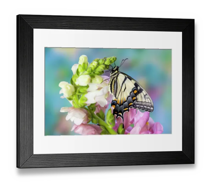Framed Print : USA, Washington State, Sammamish. Eastern tiger swallowtail buttery on pink and white snapdragons