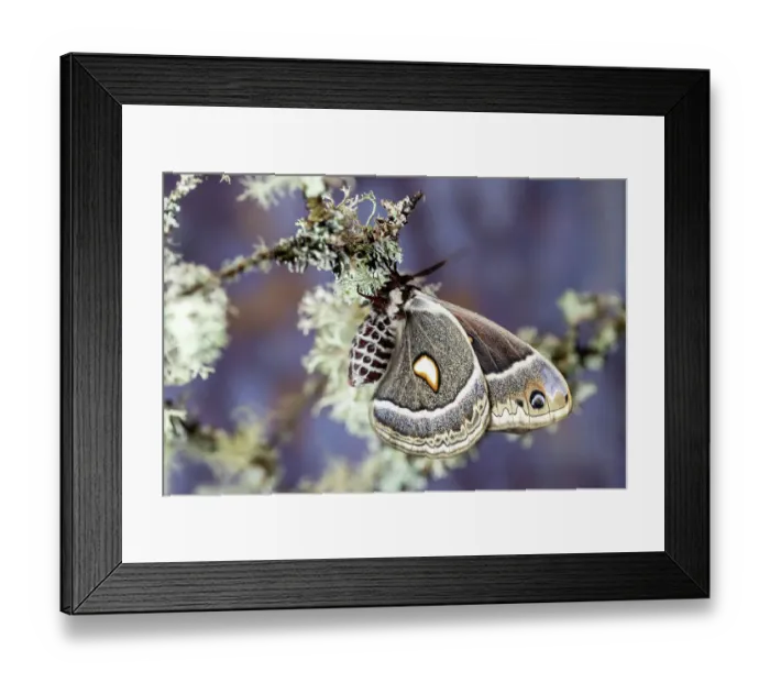 Framed Print : USA, Washington State, Sammamish. Female Hyalophora Columbia silk moth wings closed resting on bush