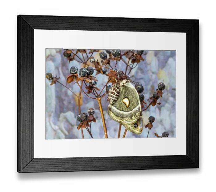 Framed Print : USA, Washington State, Sammamish. Female Hyalophora Columbia silk moth wings closed resting on bush