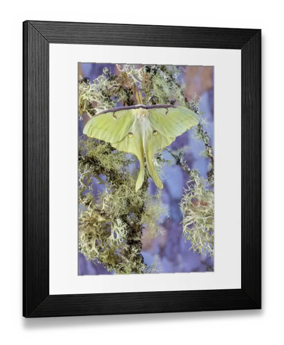 Framed Print : USA, Washington State, Sammamish. Luna silk moth lime green with long tail on hind wings