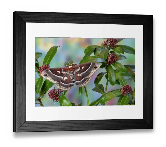 Framed Print : USA, Washington State, Sammamish. Silk moth, Hyalophora Columbia female with wings open