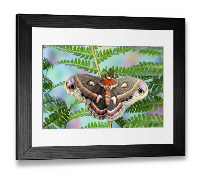 Framed Print : USA, Washington State, Sammamish. Red robin silk moth