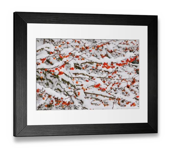 Framed Print : USA, Washington State, Sammamish. Fresh snow on crabapple red fruit Framed Print : USA, Washington State, Sammamish. Fresh snow on crabapple red fruit