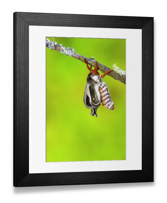 Framed Print : USA, Washington State, Sammamish. Red robin silk moth, Hyalophora Cecropia. As it hatched out and expanding its wings Framed Print : USA, Washington State, Sammamish. Red robin silk moth, Hyalophora Cecropia. As it hatched out and expanding its wings