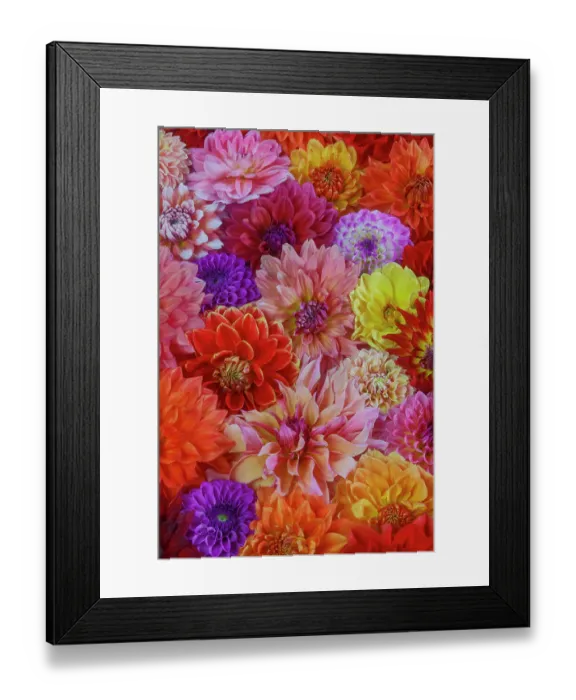 Framed Print : USA, Washington State, Sammamish. Dahlia grouping flower pattern and design Framed Print : USA, Washington State, Sammamish. Dahlia grouping flower pattern and design