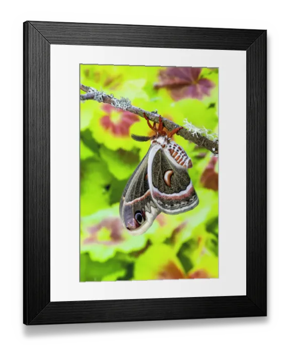 Framed Print : USA, Washington State, Sammamish. Red robin silk moth