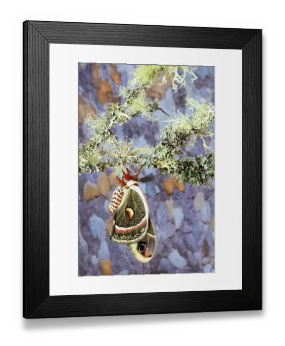 Framed Print : USA, Washington State, Sammamish. Red robin silk moth