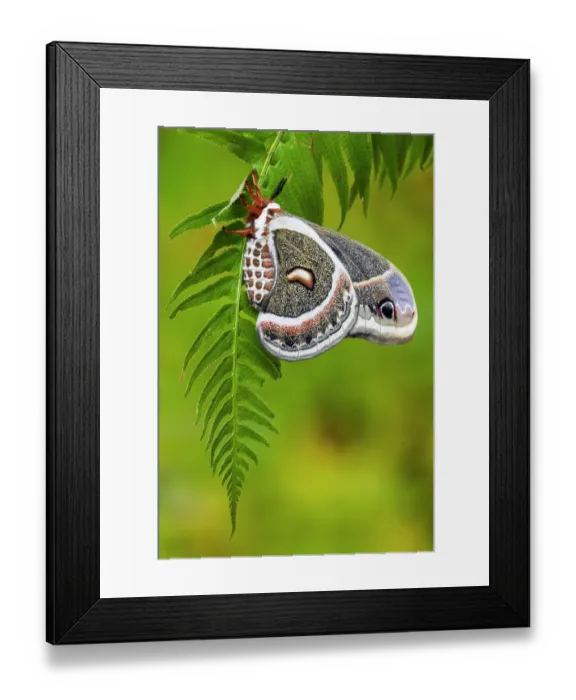 Framed Print : USA, Washington State, Sammamish. Red robin silk moth