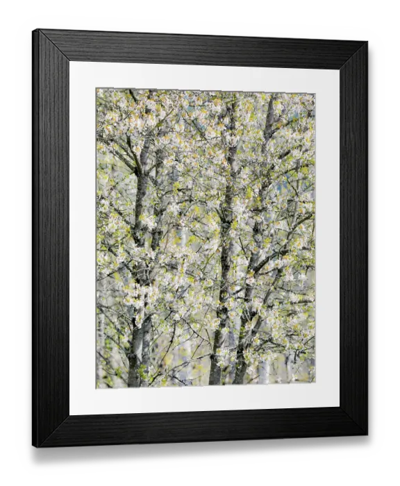 Framed Print : USA, Washington State, Fall City. Tree trunks of wild cherry trees spring bloom Framed Print : USA, Washington State, Fall City. Tree trunks of wild cherry trees spring bloom