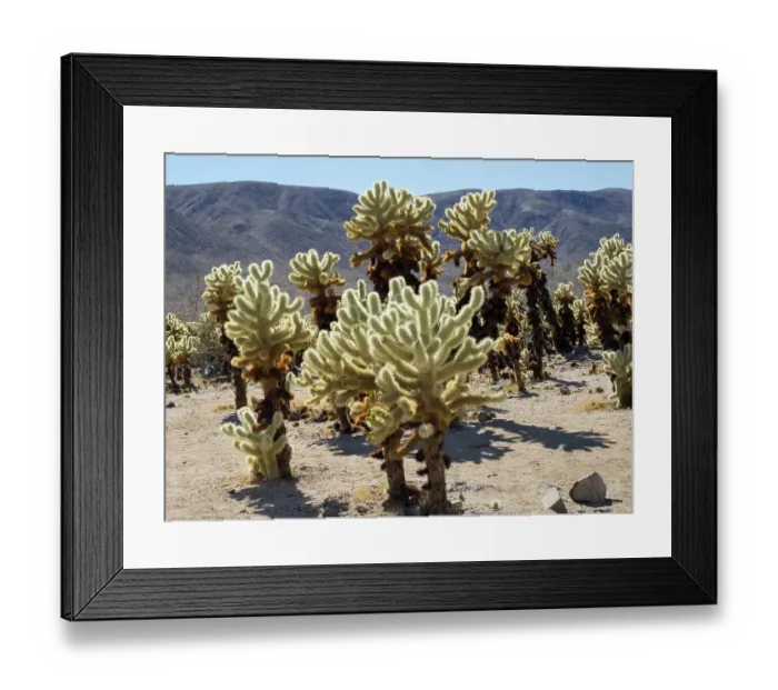 Framed Print : California, Joshua Tree National Park. Cholla Cactus Garden, close-up of teddy-bear cholla cactus Framed Print : California, Joshua Tree National Park. Cholla Cactus Garden, close-up of teddy-bear cholla cactus