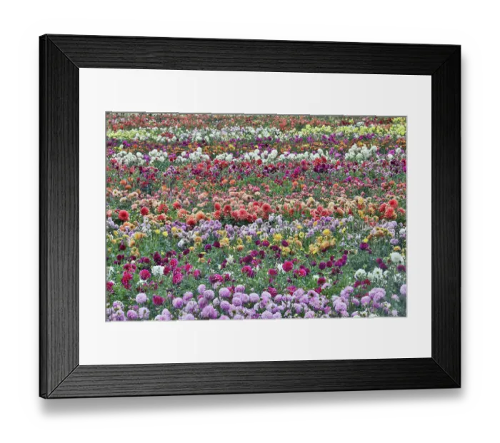 Framed Print : USA, Oregon, Wilsonville. Dahlia field layering of colorful Dahlias