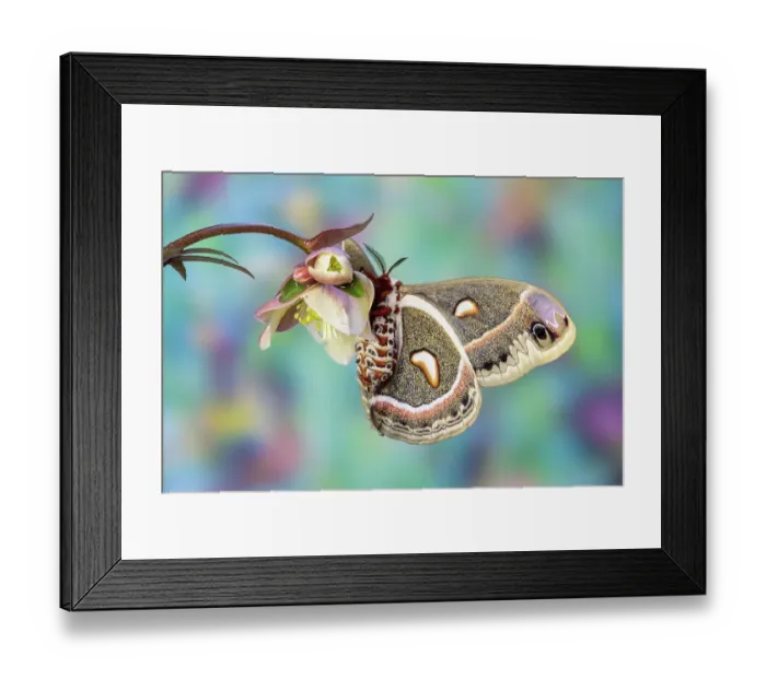 Framed Print : USA, Washington State, Sammamish. Red robin silk moth