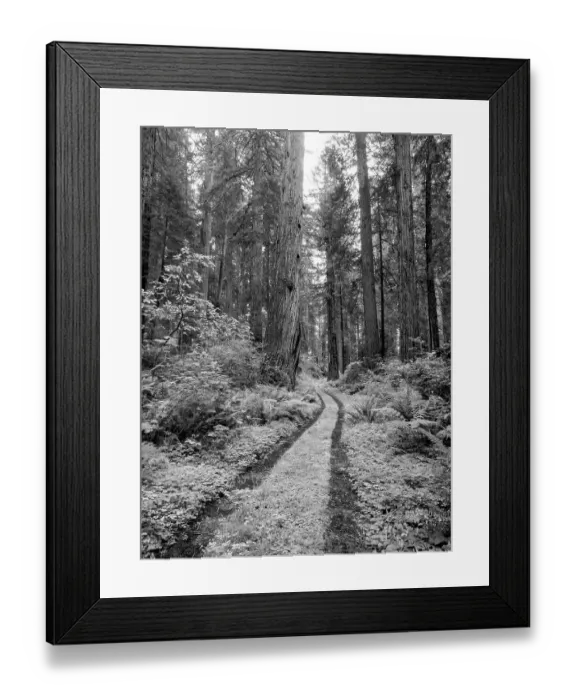 Framed Print : California, del Norte Coast Redwoods State Park, damnation Creek Trail and giant Redwood trees