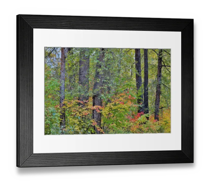 Framed Print : USA, Washington State, Easton. Fall color on Vine maple surrounded by cottonwood trees Framed Print : USA, Washington State, Easton. Fall color on Vine maple surrounded by cottonwood trees