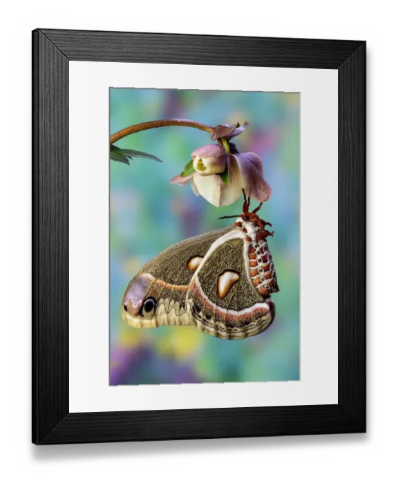 Framed Print : USA, Washington State, Sammamish. Red robin silk moth Framed Print : USA, Washington State, Sammamish. Red robin silk moth