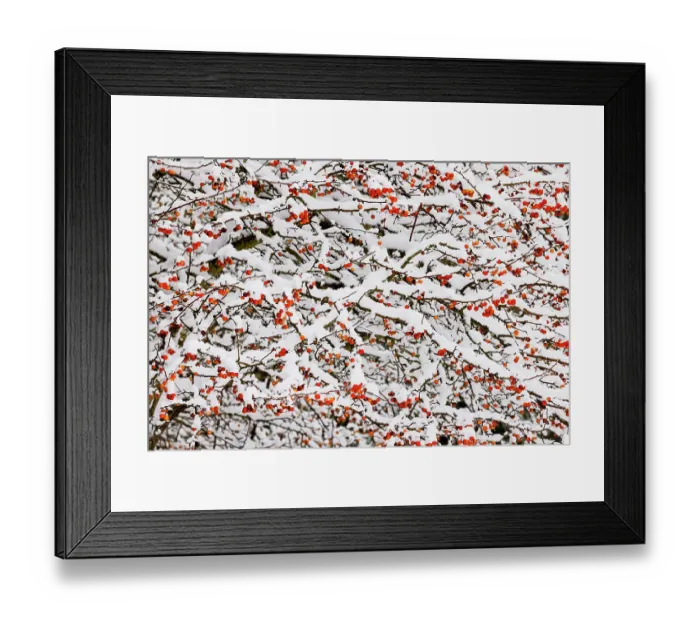 Framed Print : USA, Washington State, Sammamish. Fresh snow on crabapple red fruit Framed Print : USA, Washington State, Sammamish. Fresh snow on crabapple red fruit