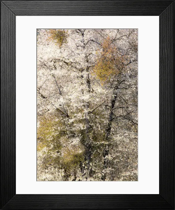Framed Print : USA, Washington State, Fall City. Tree trunks of wild cherry trees spring bloom Framed Print : USA, Washington State, Fall City. Tree trunks of wild cherry trees spring bloom