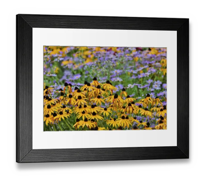 Framed Print : USA, Oregon, Tualatin. Garden with Dark-eyed Susan yellow flowers with small blue daisies