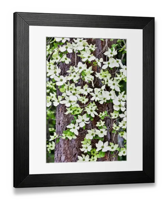 Framed Print : USA, Washington State, Sammamish. Dogwood blooming next to Douglas Fir Framed Print : USA, Washington State, Sammamish. Dogwood blooming next to Douglas Fir