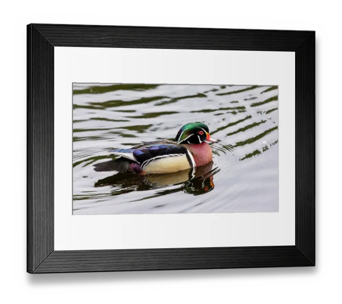 Framed Print : USA, Washington State, Sammamish. Wood duck drake swimming in Yellow Lake Framed Print : USA, Washington State, Sammamish. Wood duck drake swimming in Yellow Lake