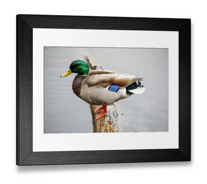 Framed Print : USA, Washington State, Sammamish. Mallard Drake on fallen log Yellow Lake Framed Print : USA, Washington State, Sammamish. Mallard Drake on fallen log Yellow Lake