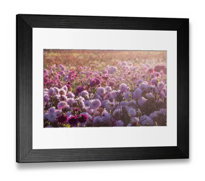 Framed Print : USA, Oregon, Wilsonville, dahlia field with water coming down like rain showers as they water the plants Framed Print : USA, Oregon, Wilsonville, dahlia field with water coming down like rain showers as they water the plants