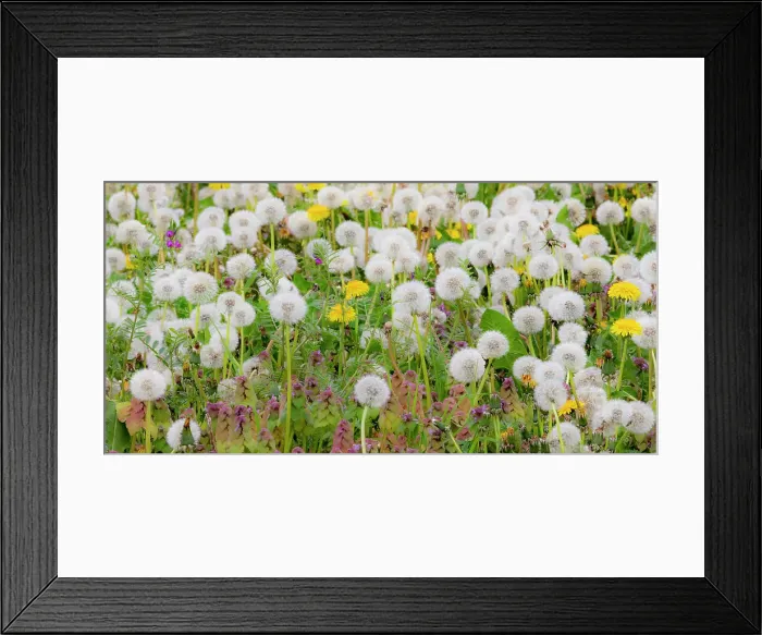 Framed Print : USA, Washington State, Carnation. Dandelions in bloom and setting seed Framed Print : USA, Washington State, Carnation. Dandelions in bloom and setting seed