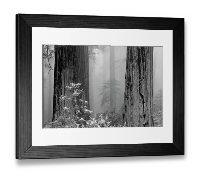 Framed Print : California, del Norte Coast Redwoods State Park, redwood trees in fog with rhododendrons Framed Print : California, del Norte Coast Redwoods State Park, redwood trees in fog with rhododendrons