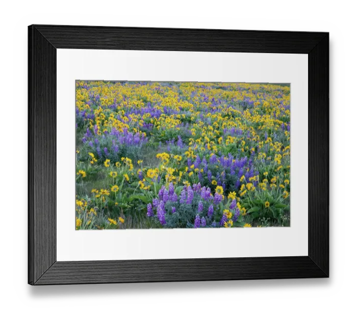 Framed Print : USA, Washington State. Columbia Hill State Park, springtime wildflower bloom with field of balsamroot and lupine Framed Print : USA, Washington State. Columbia Hill State Park, springtime wildflower bloom with field of balsamroot and lupine
