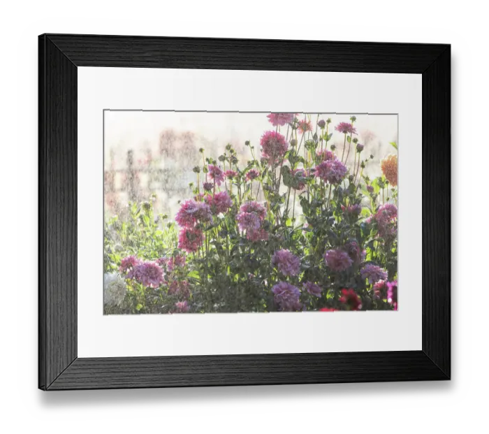 Framed Print : USA, Oregon, Wilsonville, dahlia field with water coming down like rain showers as they water the plants Framed Print : USA, Oregon, Wilsonville, dahlia field with water coming down like rain showers as they water the plants