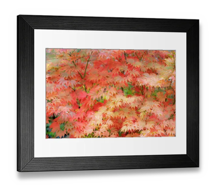 Framed Print : USA, Washington State, Sammamish. Japanese maple trees leaves in orange tones fall time Framed Print : USA, Washington State, Sammamish. Japanese maple trees leaves in orange tones fall time