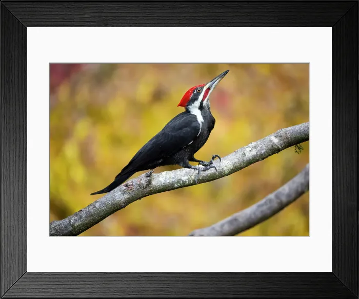 Framed Print : USA, Washington State, Sammamish. Coming into feeder pileated woodpecker in Autumn Framed Print : USA, Washington State, Sammamish. Coming into feeder pileated woodpecker in Autumn