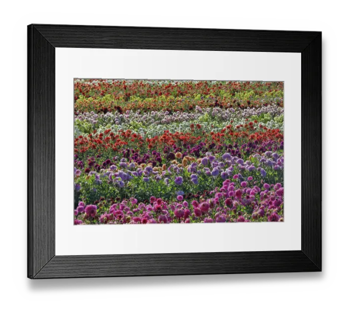 Framed Print : USA, Oregon, Wilsonville. Dahlia field layering of colorful Dahlias Framed Print : USA, Oregon, Wilsonville. Dahlia field layering of colorful Dahlias