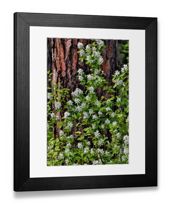Framed Print : USA, Washington State, Peshastin. Dirt road off of Highway 97 ponderosa pine tree trunk and white blooming bush Framed Print : USA, Washington State, Peshastin. Dirt road off of Highway 97 ponderosa pine tree trunk and white blooming bush