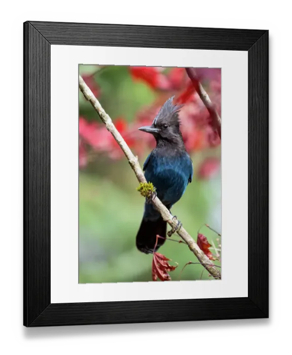 Framed Print : USA, Washington State, Sammamish. Stellar jay on Japanese maple with fall colors Framed Print : USA, Washington State, Sammamish. Stellar jay on Japanese maple with fall colors