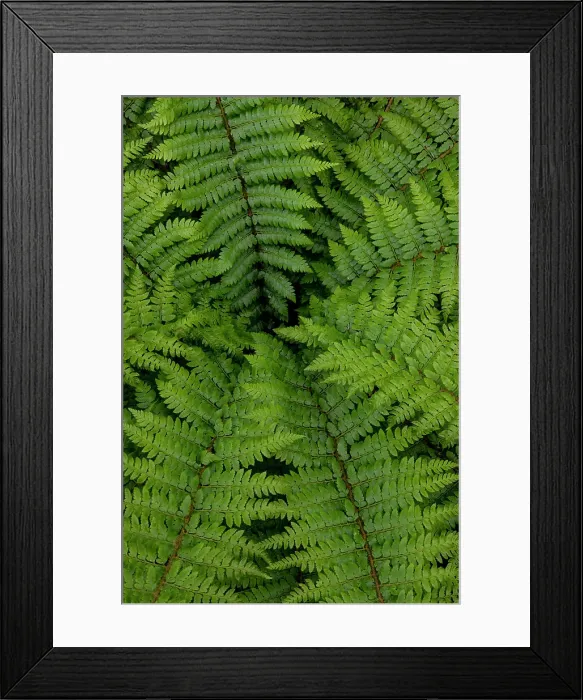 Framed Print : USA, Washington State, Sammamish. Looking down into Sword Fern Framed Print : USA, Washington State, Sammamish. Looking down into Sword Fern