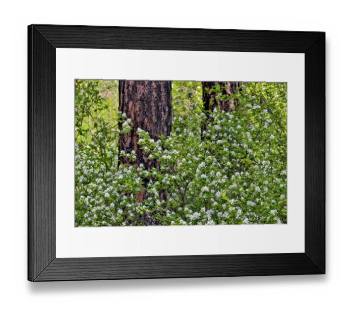 Framed Print : USA, Washington State, Peshastin. Dirt road off of Highway 97 ponderosa pine tree trunk and white blooming bush