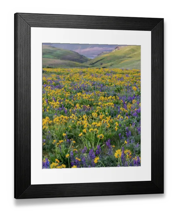 Framed Print : USA, Washington State. Columbia Hill State Park, springtime wildflower bloom with field of balsamroot and lupine