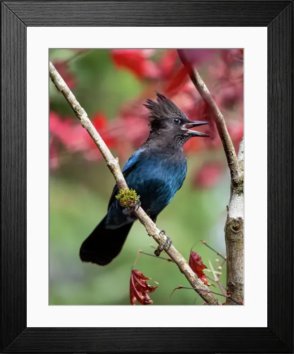 Framed Print : USA, Washington State, Sammamish. Stellar jay on Japanese maple with fall colors Framed Print : USA, Washington State, Sammamish. Stellar jay on Japanese maple with fall colors