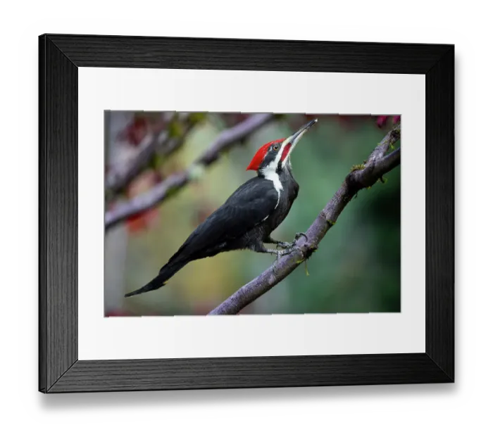 Framed Print : USA, Washington State, Sammamish. Coming into feeder pileated woodpecker in Autumn