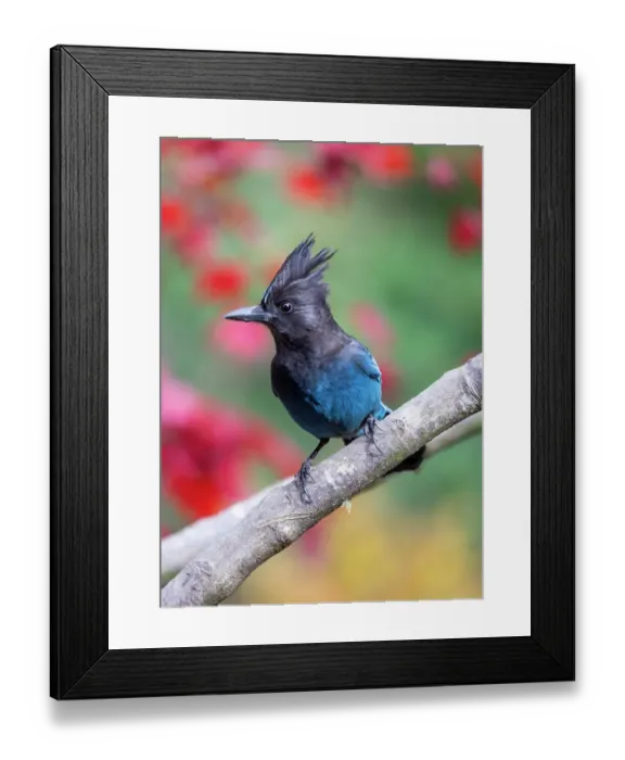 Framed Print : USA, Washington State, Sammamish. Stellar jay on Japanese maple with fall colors Framed Print : USA, Washington State, Sammamish. Stellar jay on Japanese maple with fall colors
