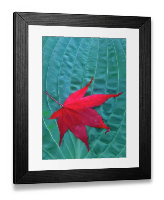 Framed Print : USA, Washington State, Sammamish. Blue green hosta fallen Japanese maple leaf. (PR)