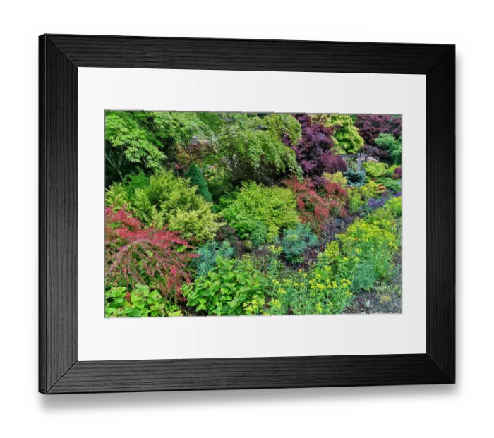 Framed Print : USA, Washington State, Sammamish. Front yard with deer proof plants like barberry, evergreens, Euphorbia Framed Print : USA, Washington State, Sammamish. Front yard with deer proof plants like barberry, evergreens, Euphorbia