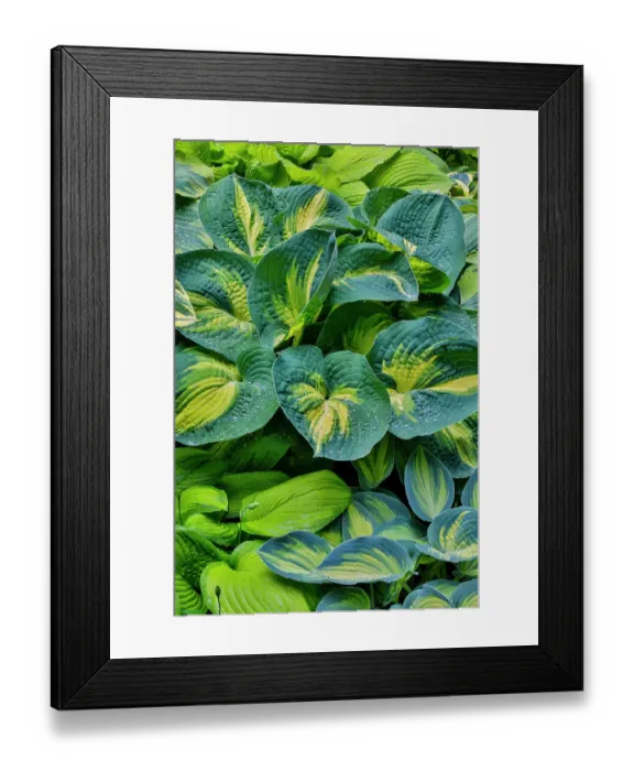 Framed Print : USA, Washington, Sammamish, hosta grown in pots Framed Print : USA, Washington, Sammamish, hosta grown in pots