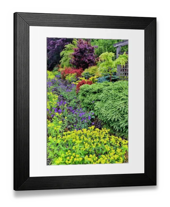 Framed Print : USA, Washington State, Sammamish. Front yard with deer proof plants like barberry, evergreens, Euphorbia. (PR)